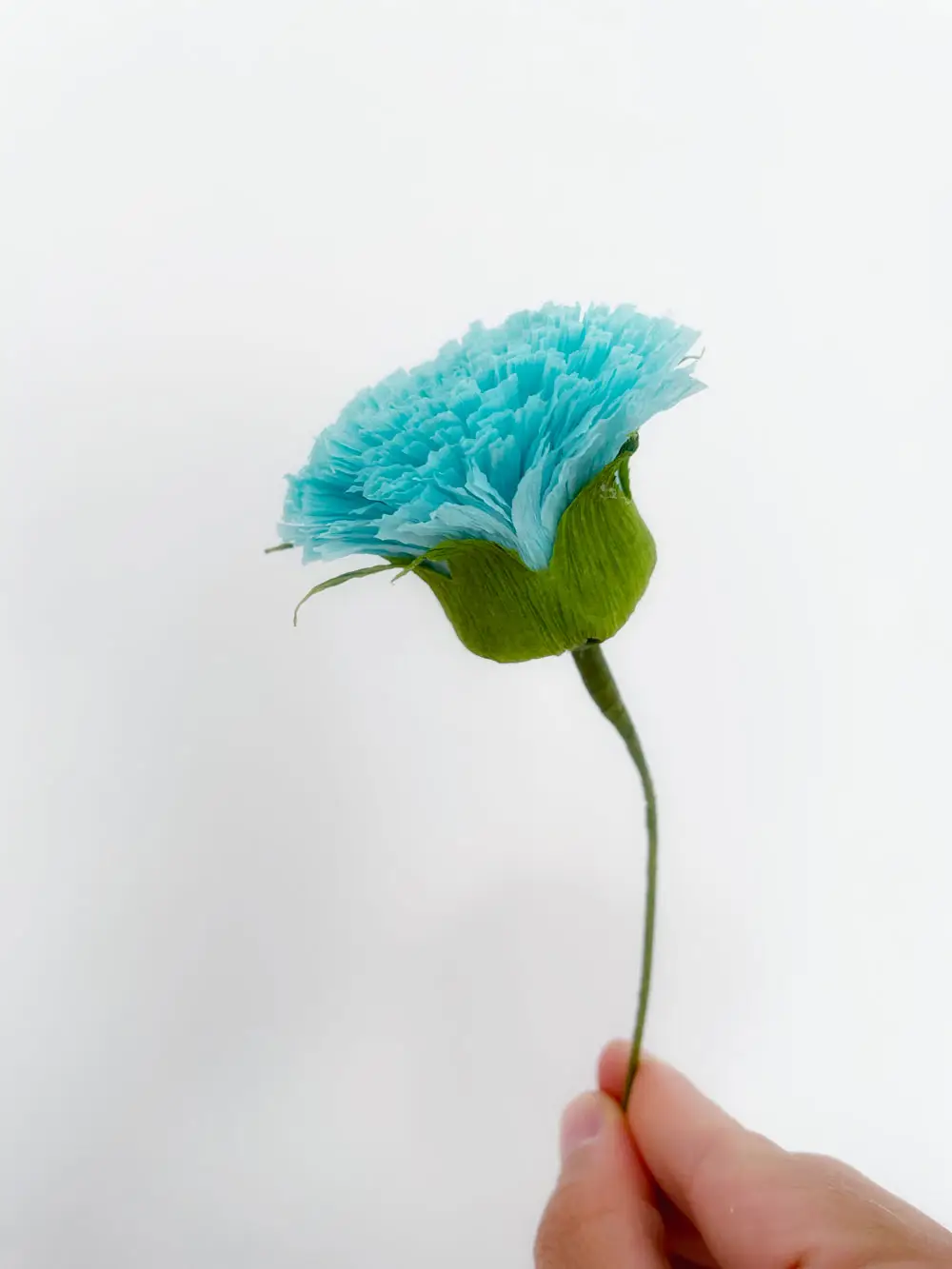Pom Pon - immagine 4