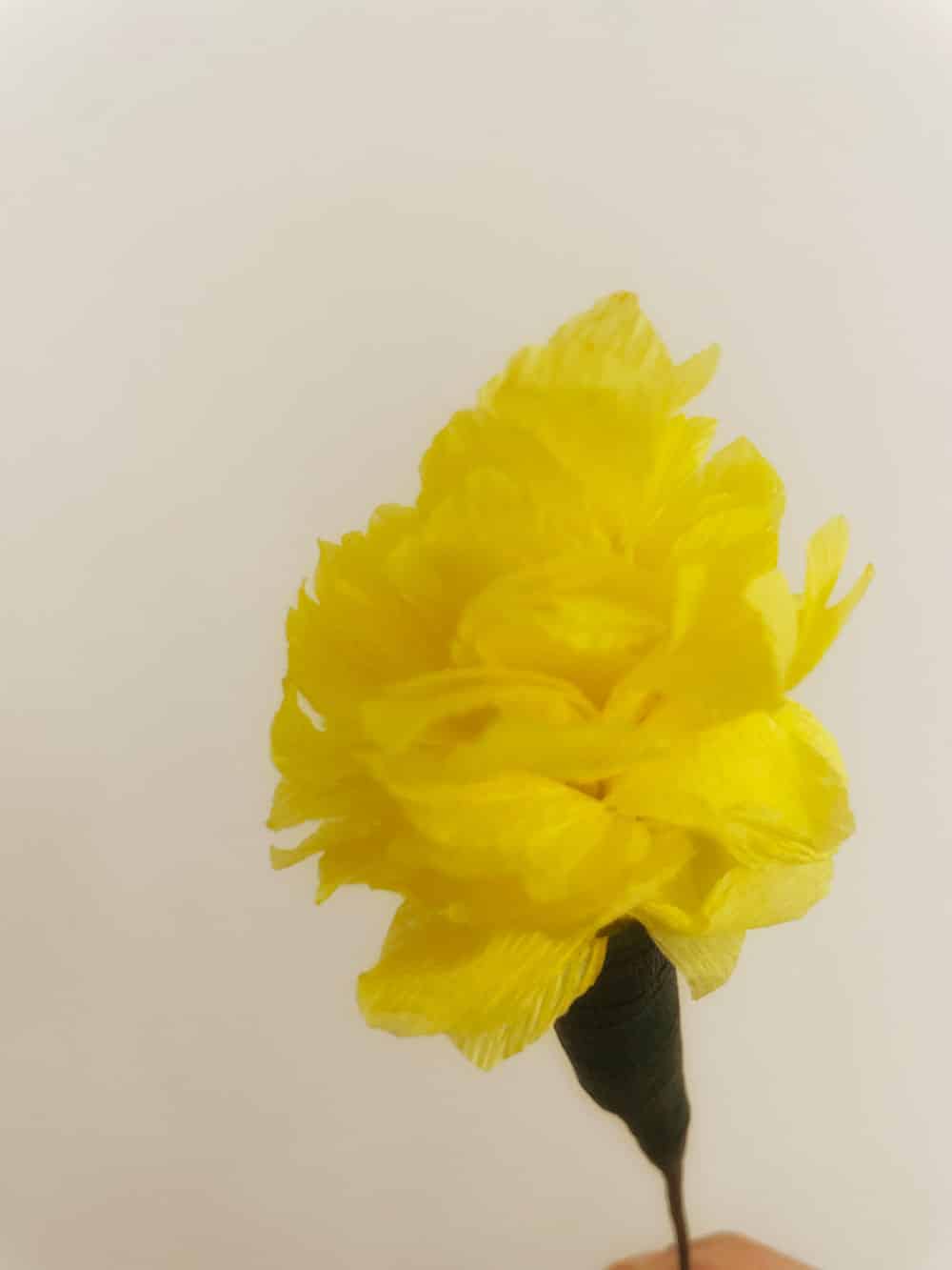 Calendula - immagine 4
