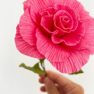 Rosa