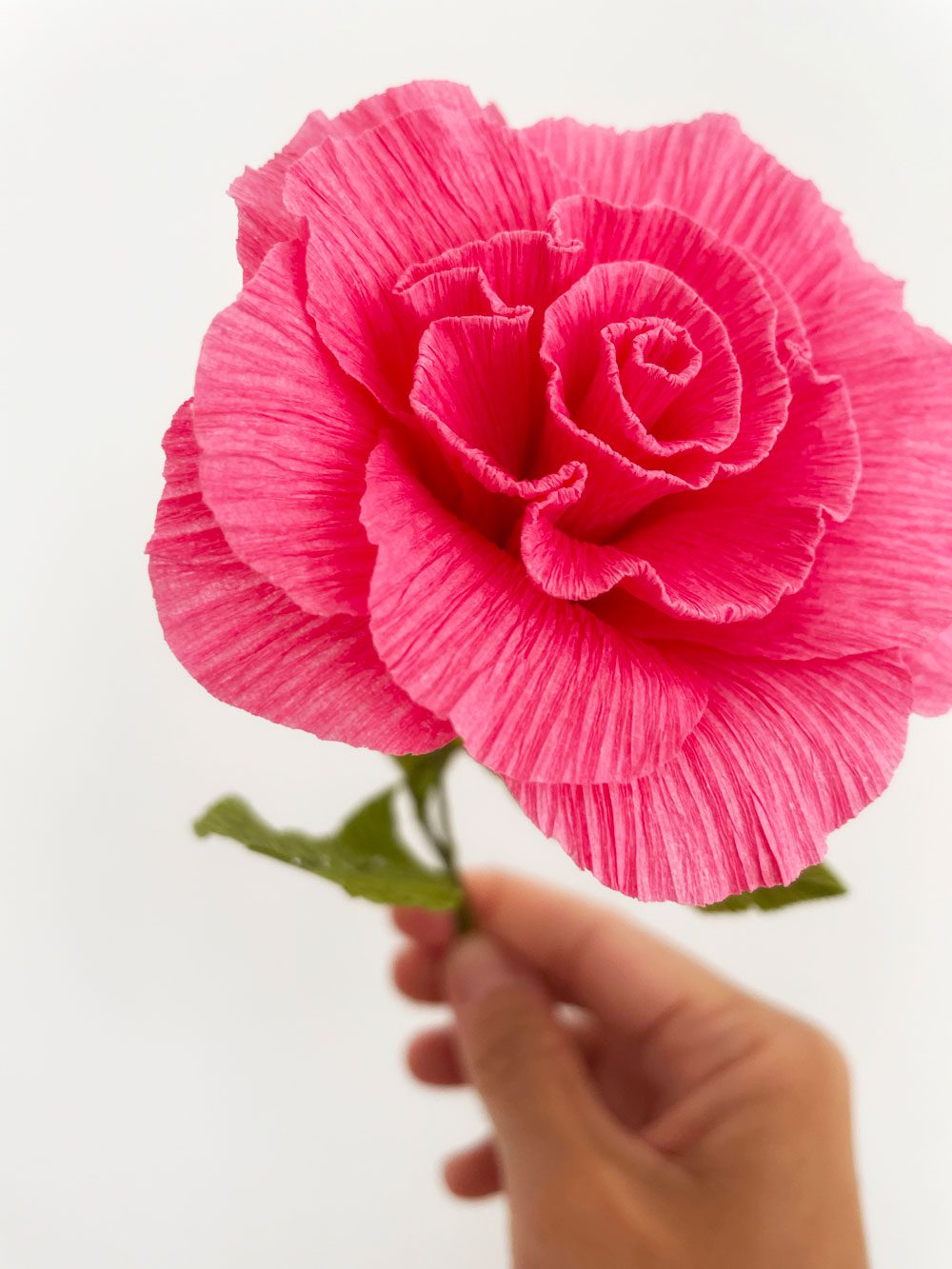 Rosa