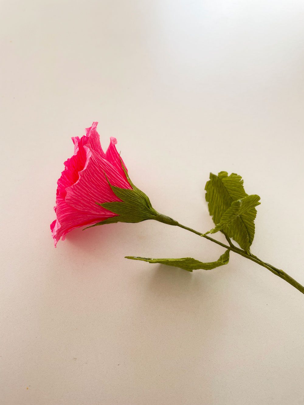 Rosa - immagine 4