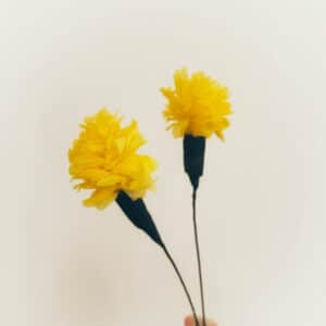 Calendula