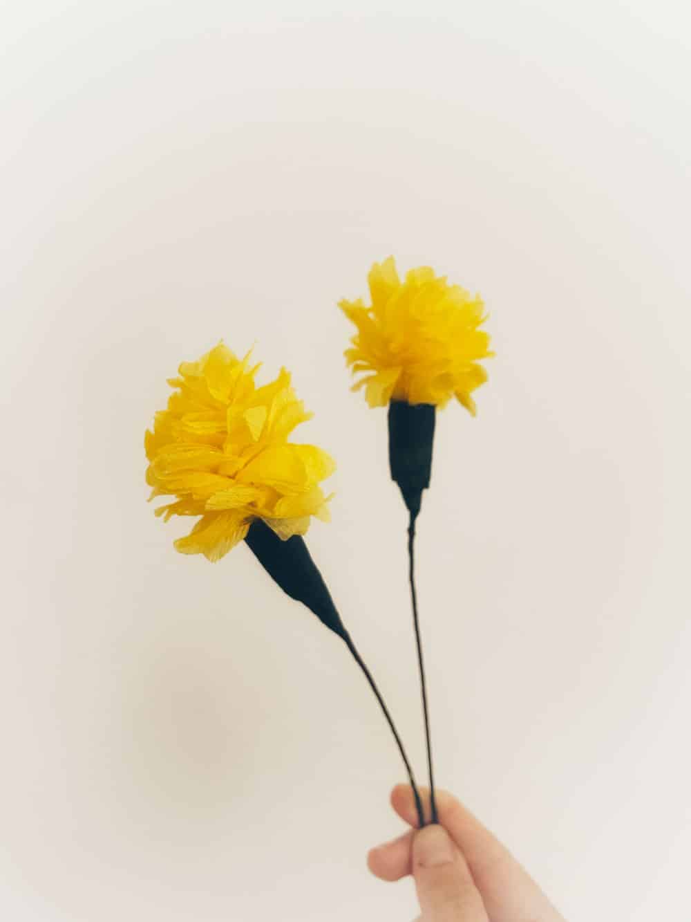 Calendula