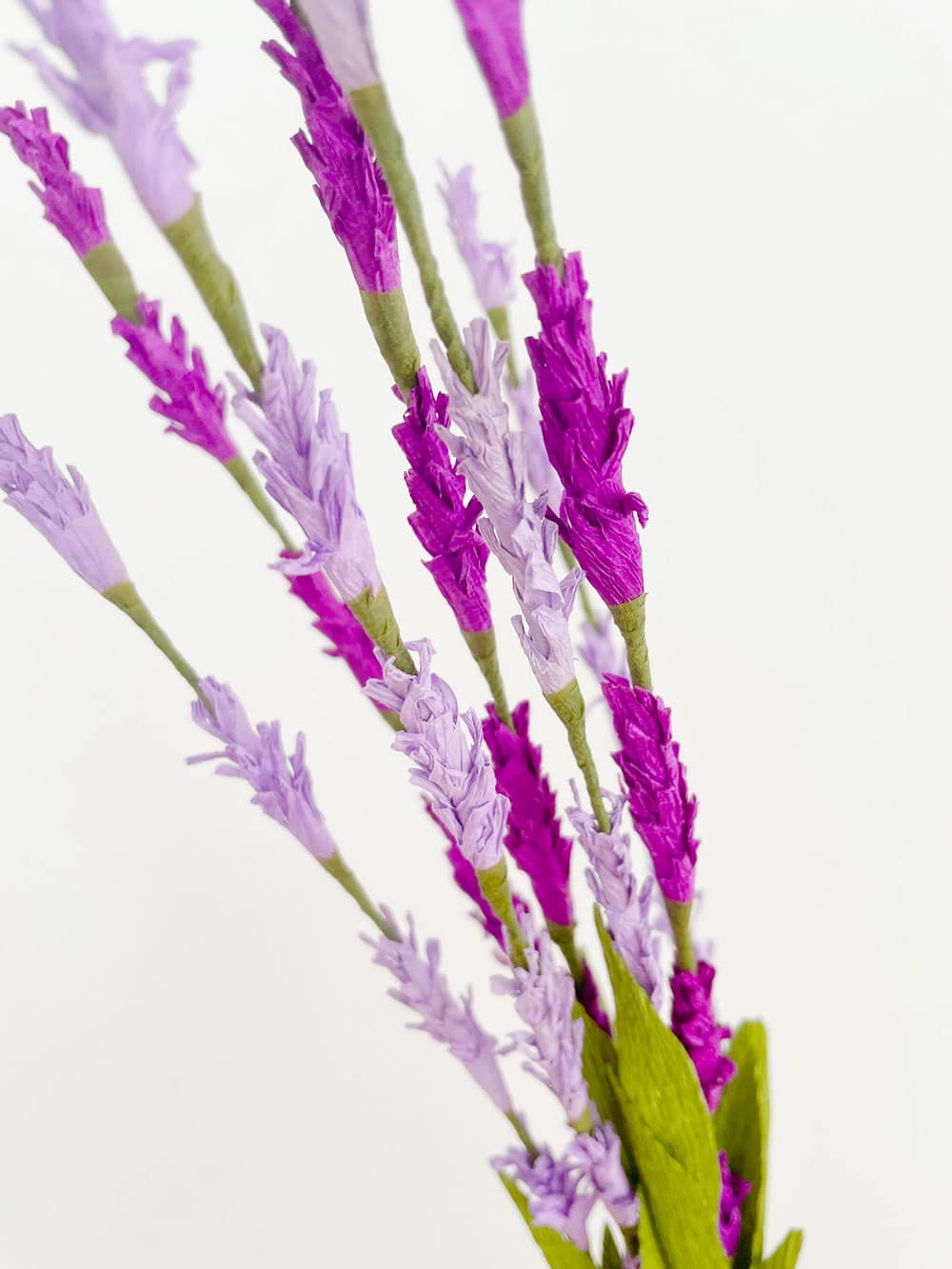 Lavanda