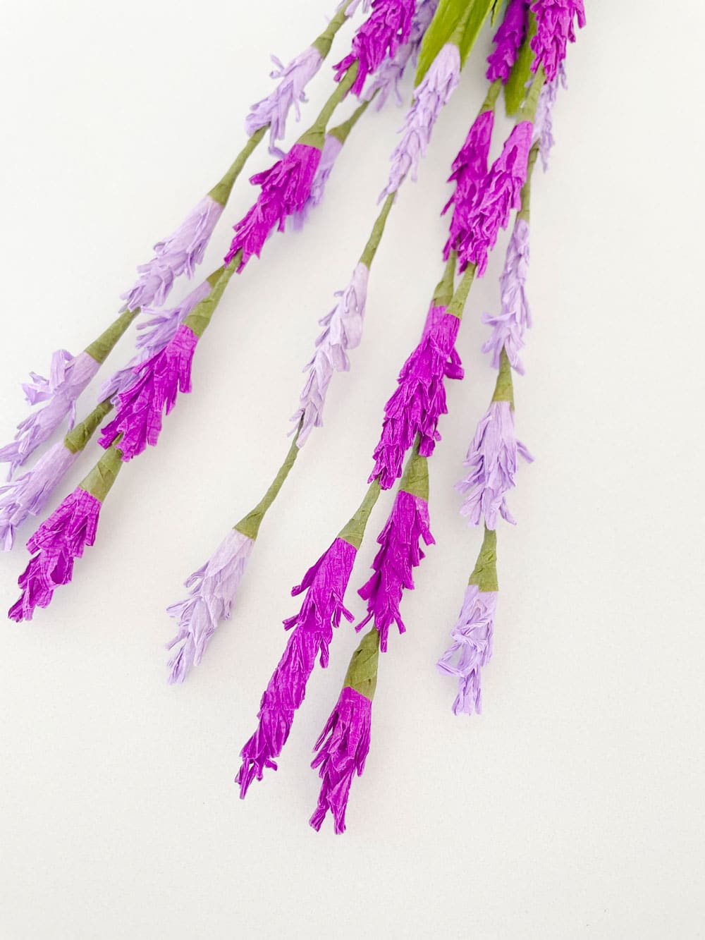 Lavanda - immagine 3