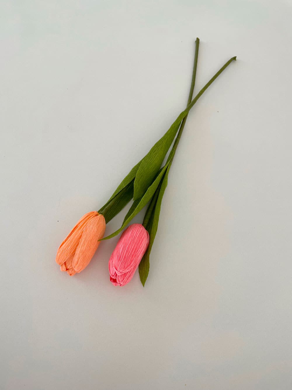 Tulipani - immagine 6